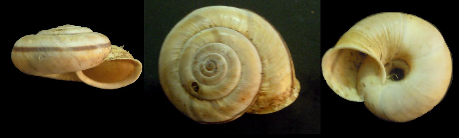 Chilostoma cingulatum apuanum - variabilit